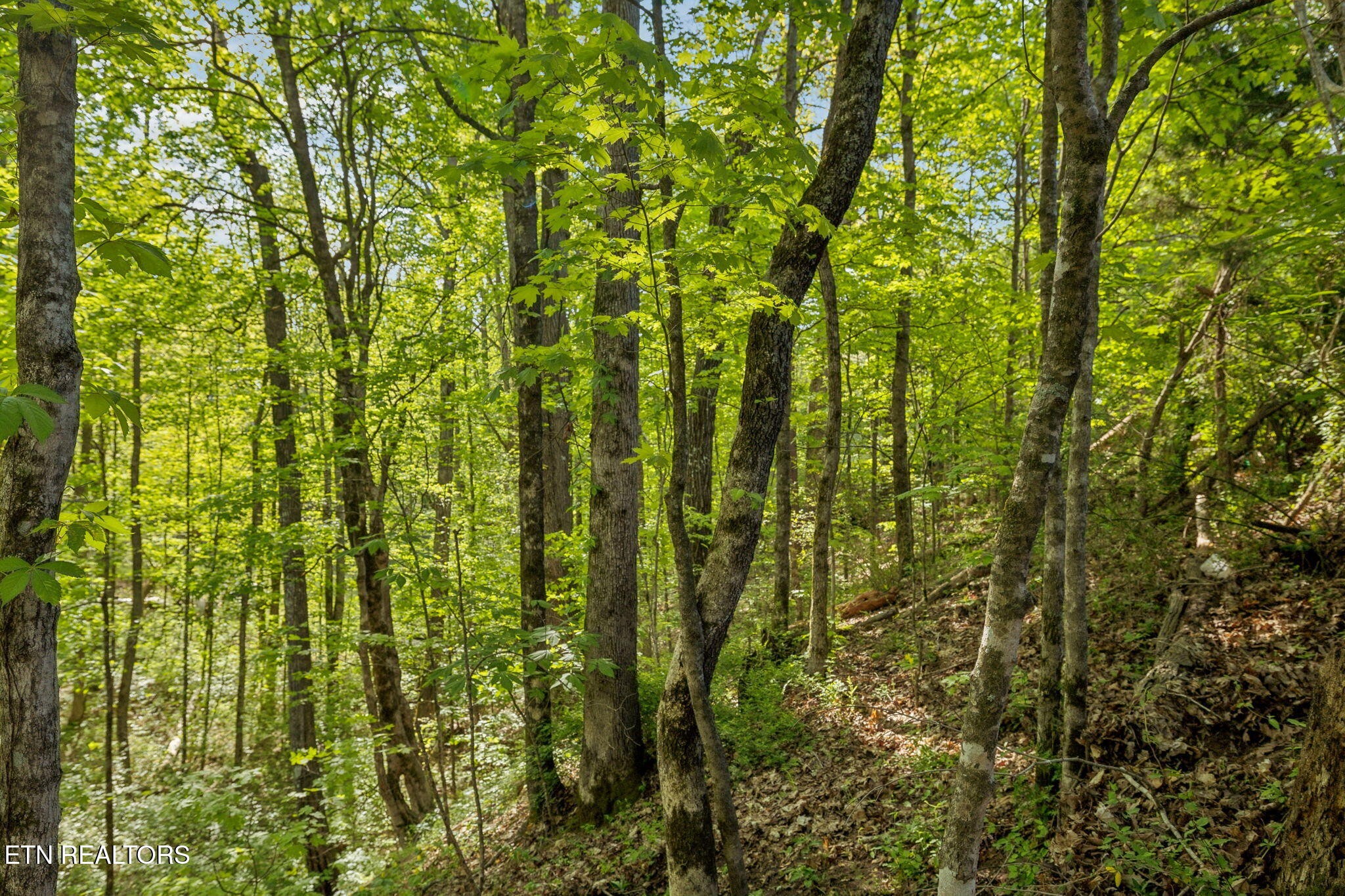 1351 Mortar Road Sevierville, TN 37876 - Photo 6 of 28