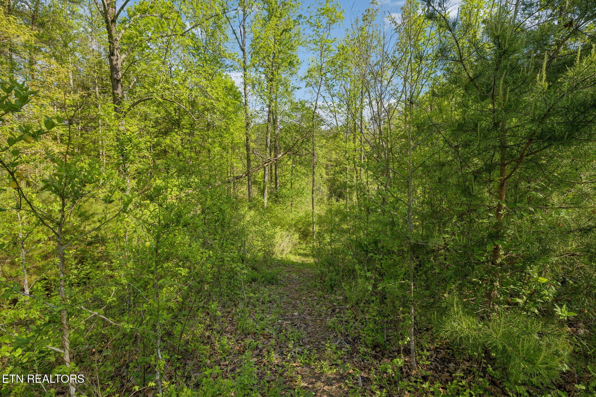 1351 Mortar Road Sevierville, TN 37876 - Photo 7 of 28