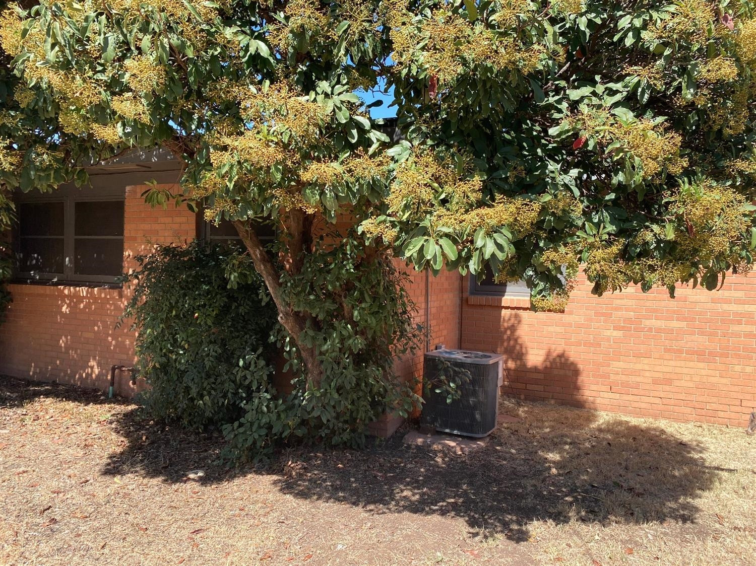 4819 44th Street Lubbock, TX 79414 - Photo 13 of 14 a view of a yard with plants and large trees