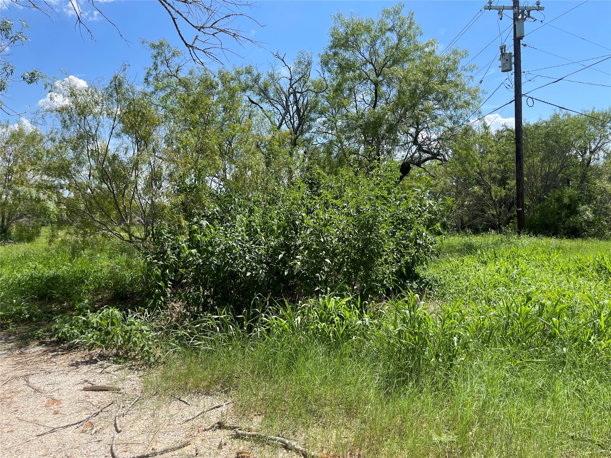 390 Bell Road Seguin, TX 78155 - Photo 3 of 6 a view of a bunch of trees