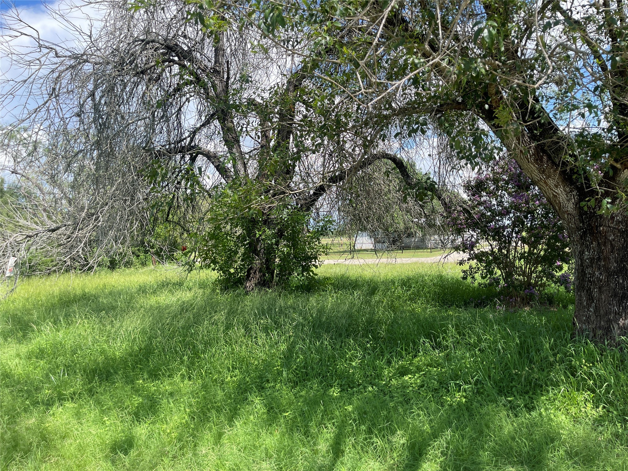 390 Bell Road Seguin, TX 78155 - Photo 4 of 6 a big yard with lots of green space and fountain