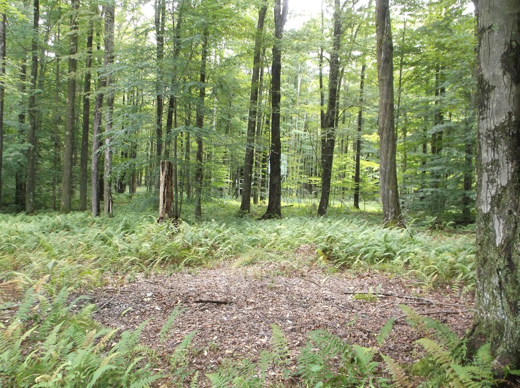 698 Byromtown Road Marienville, PA 16239 - Photo 27 of 30