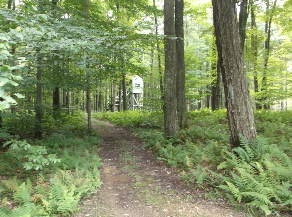 698 Byromtown Road Marienville, PA 16239 - Photo 28 of 30
