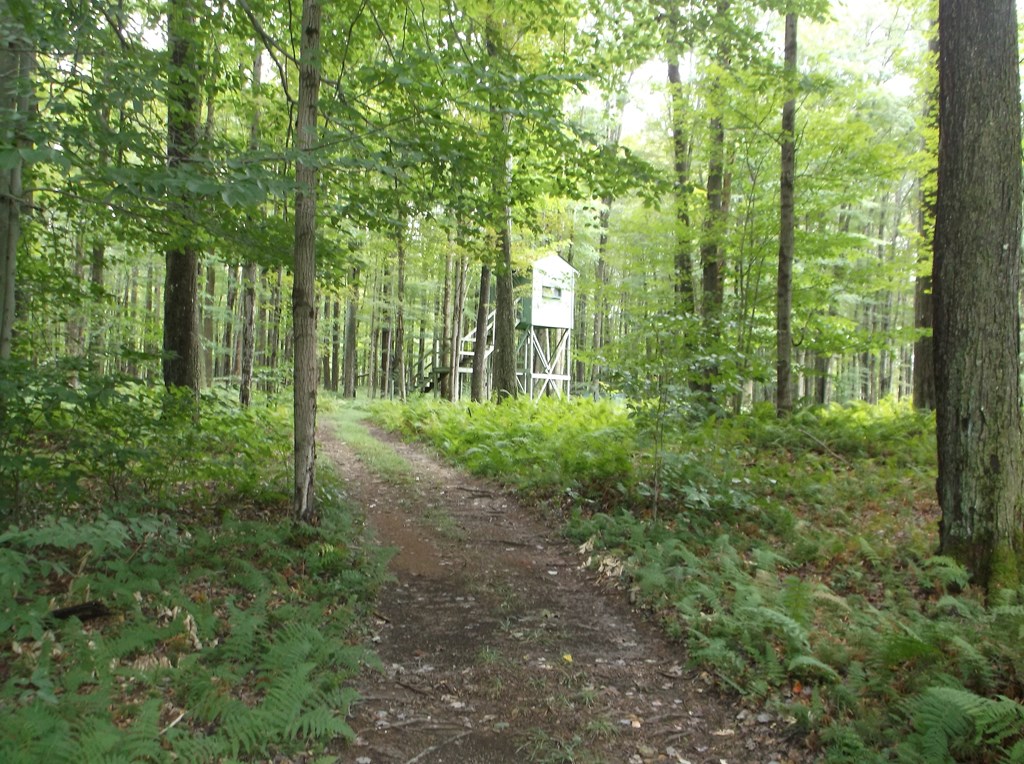 698 Byromtown Road Marienville, PA 16239 - Photo 29 of 30
