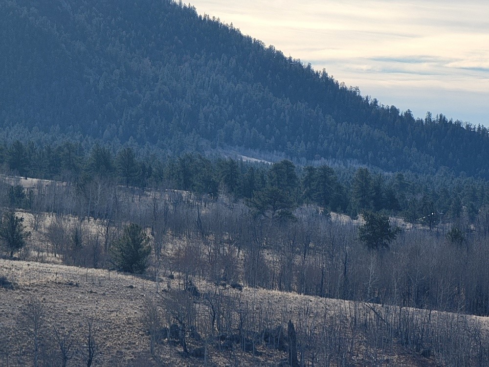 1162 Rocky Mountain Road Hartsel, CO 80449 - Photo 45 of 45 a view of a backyard