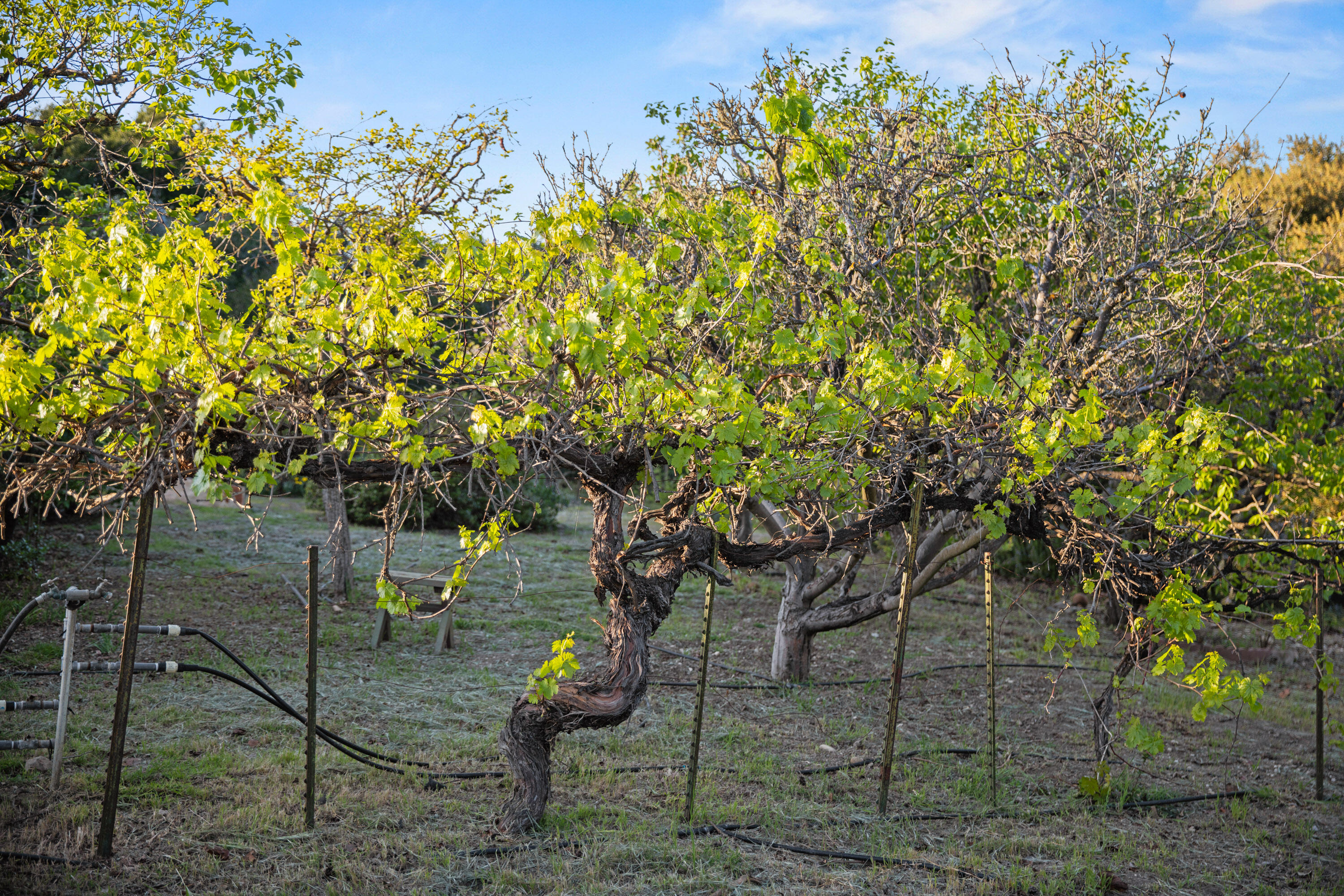 1270 Dove Meadow Road Solvang, CA 93463 - Photo 34 of 45 1270 Dove Meadow Web-19