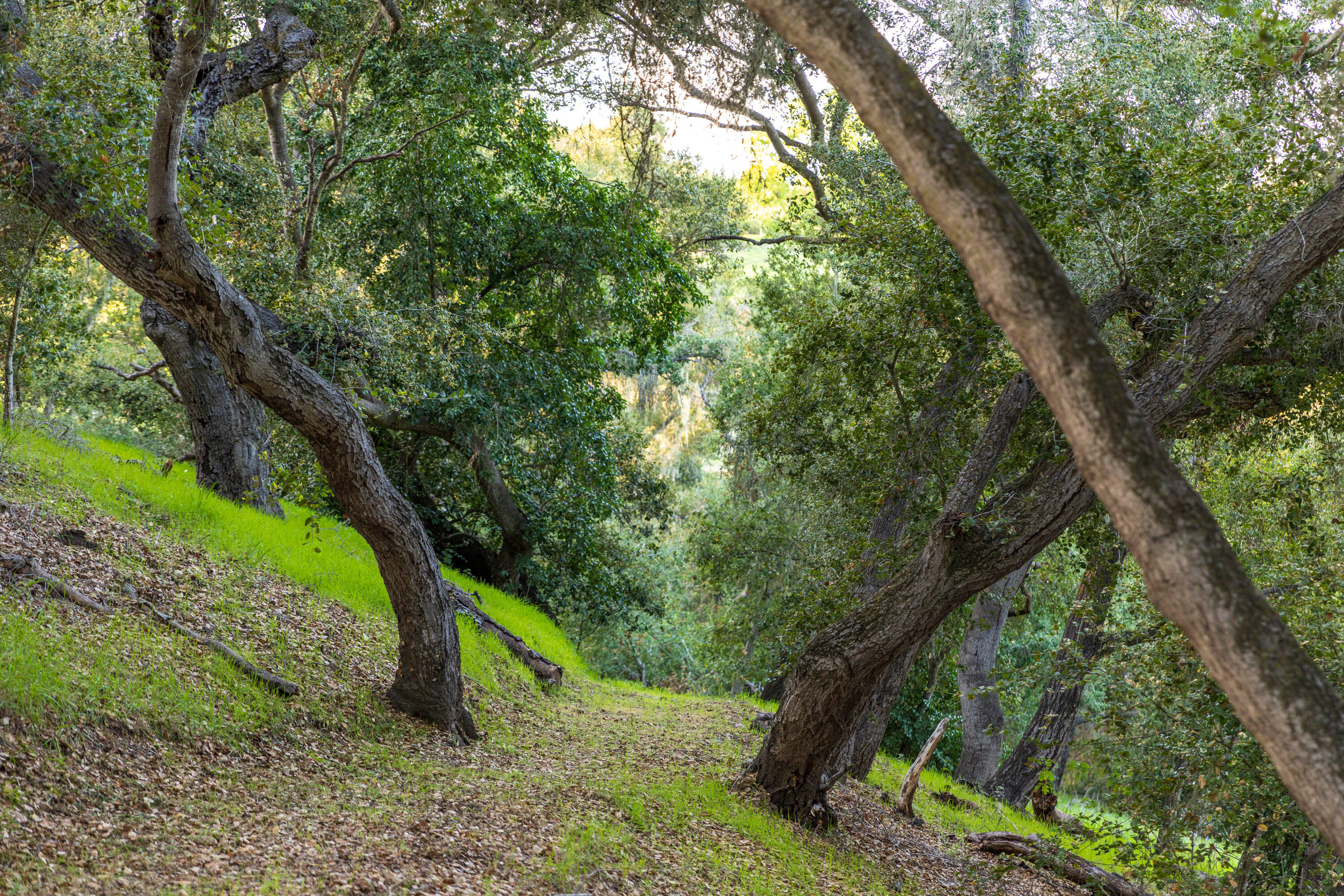 1270 Dove Meadow Road Solvang, CA 93463 - Photo 35 of 45 1270 Dove Meadow Web-21