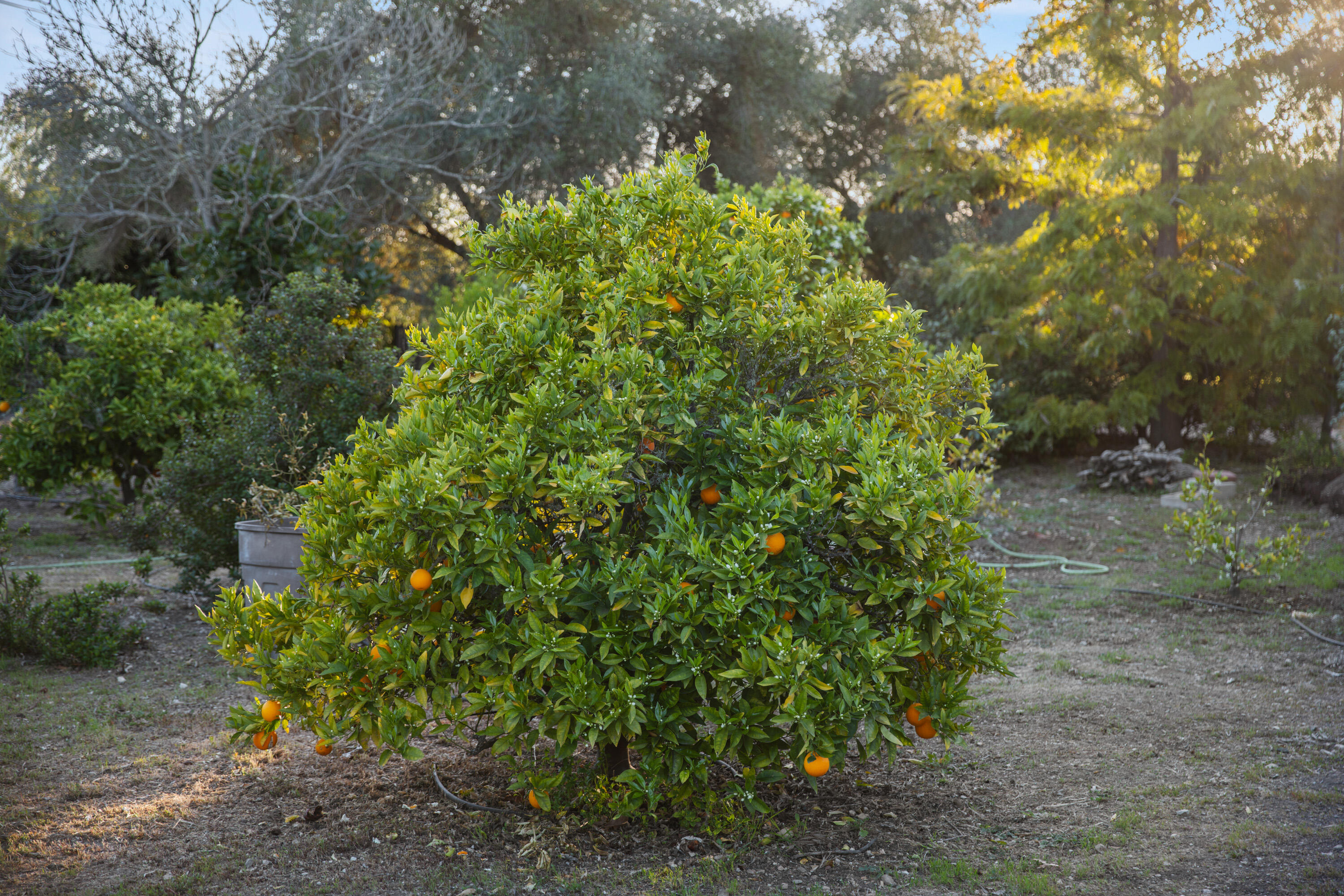 1270 Dove Meadow Road Solvang, CA 93463 - Photo 38 of 45 1270 Dove Meadow Web-17