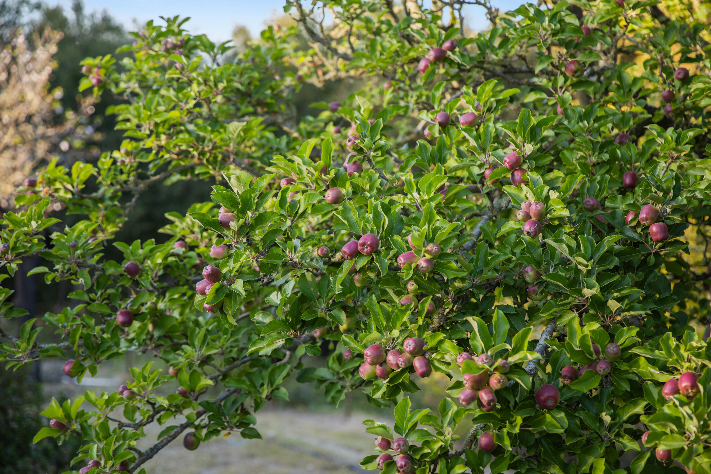 1270 Dove Meadow Road Solvang, CA 93463 - Photo 39 of 45 1270 Dove Meadow Web-20