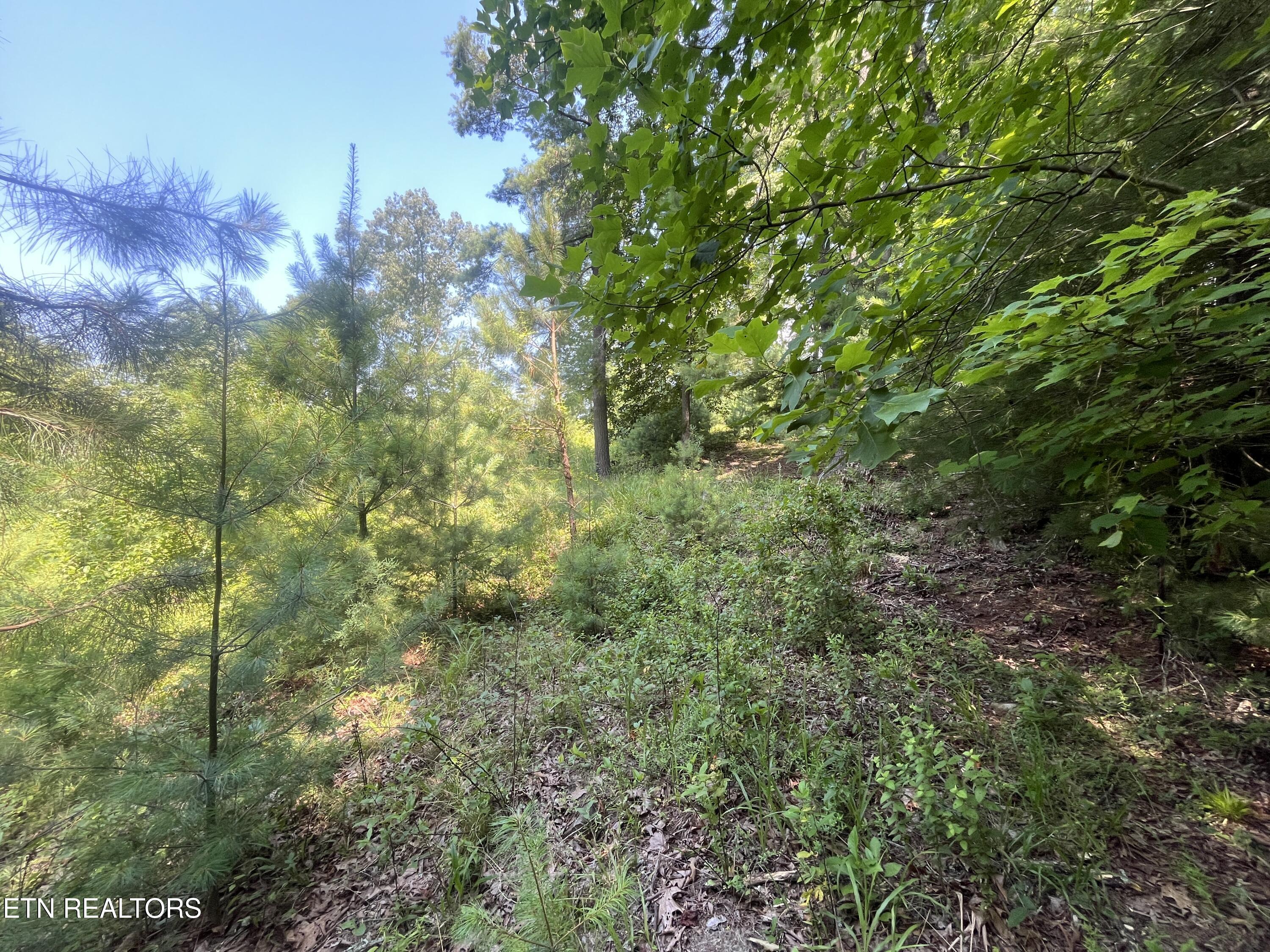 Blizzard Mine Road Harriman, TN 37748 - Photo 3 of 5 IMG_9939