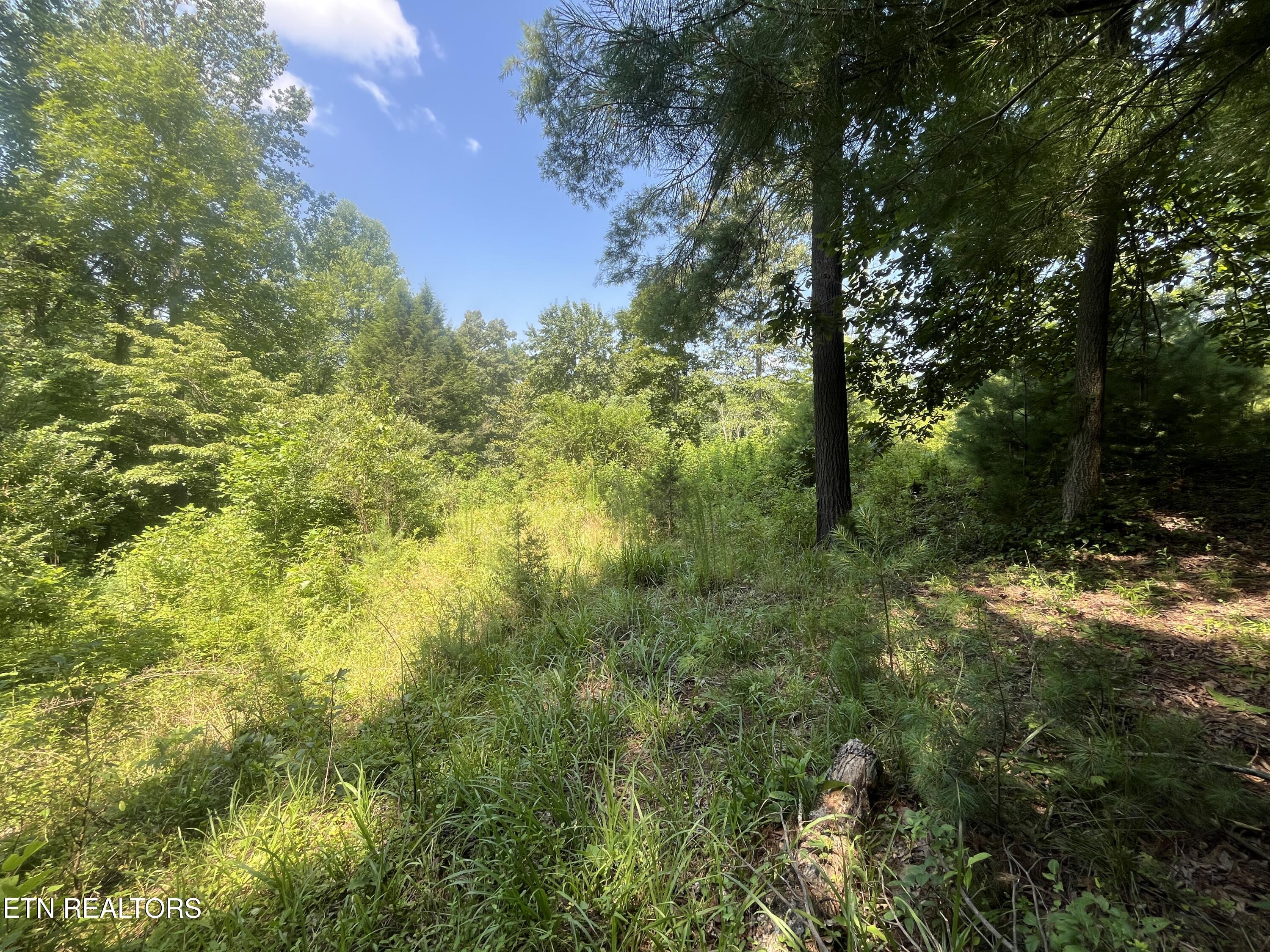 Blizzard Mine Road Harriman, TN 37748 - Photo 4 of 5 IMG_9940