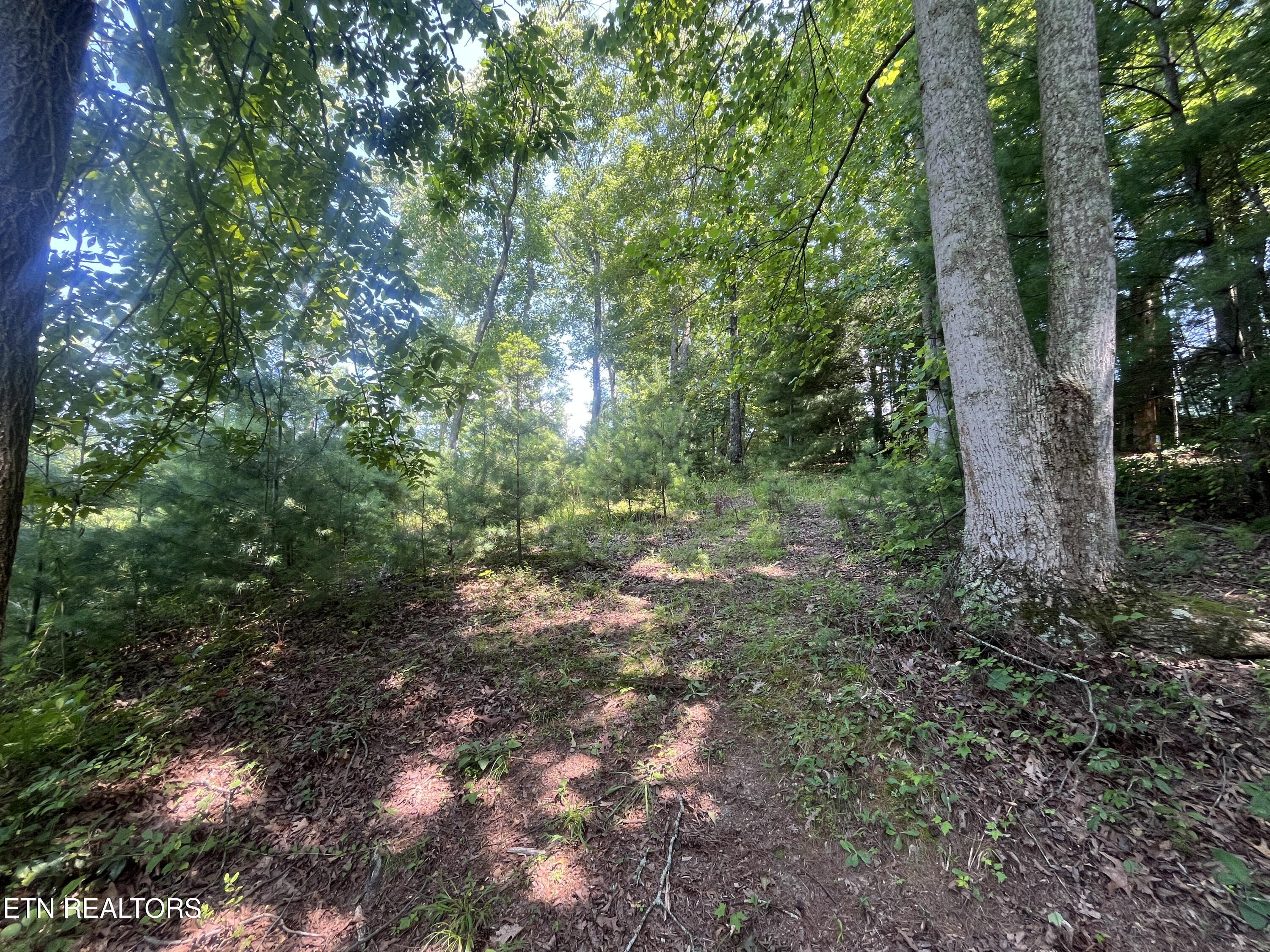 Blizzard Mine Road Harriman, TN 37748 - Photo 5 of 5 IMG_9941
