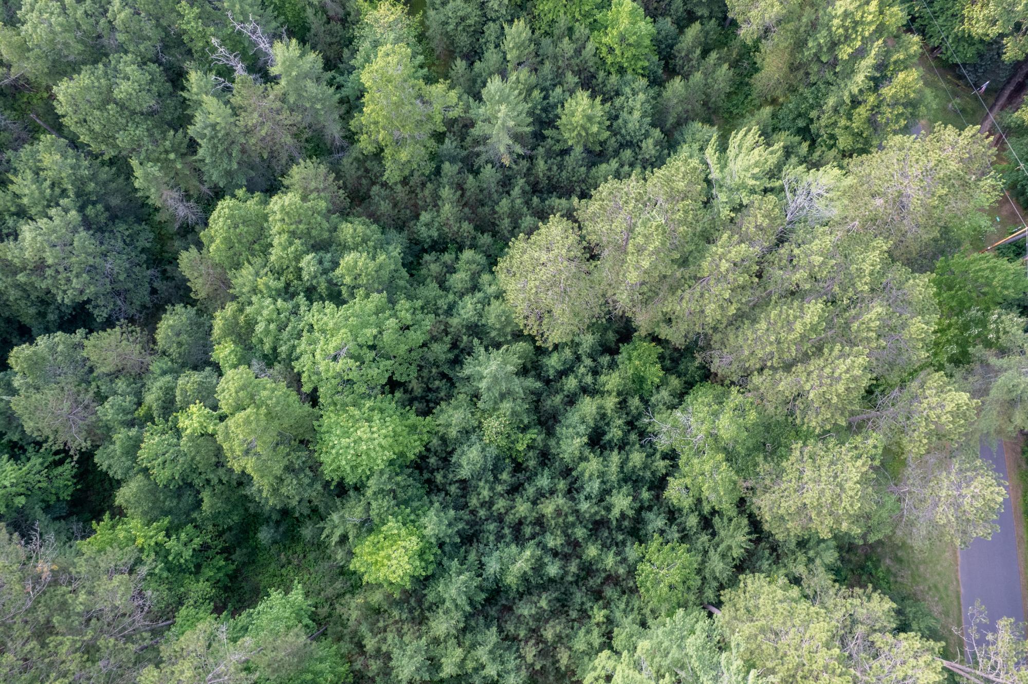 Lot 7 Dad's Lake Road Eagle River, WI 54521 - Photo 1 of 5 Gallery Image 1