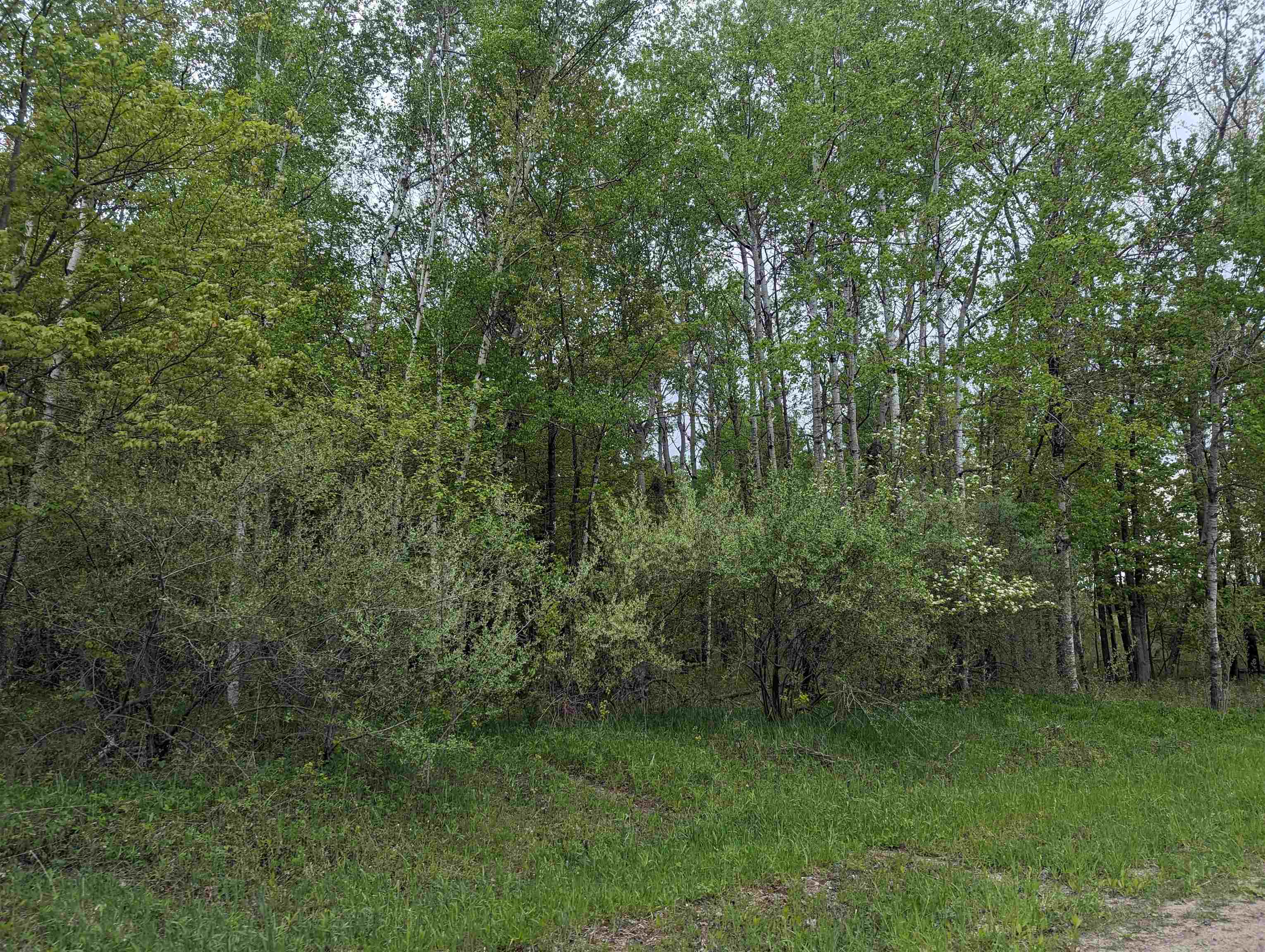 N/a Lentner Road Turner, MI 48765 - Photo 4 of 10 1922242-8a0dfdbb-b746-4b44-a251-39355adda510.JPG