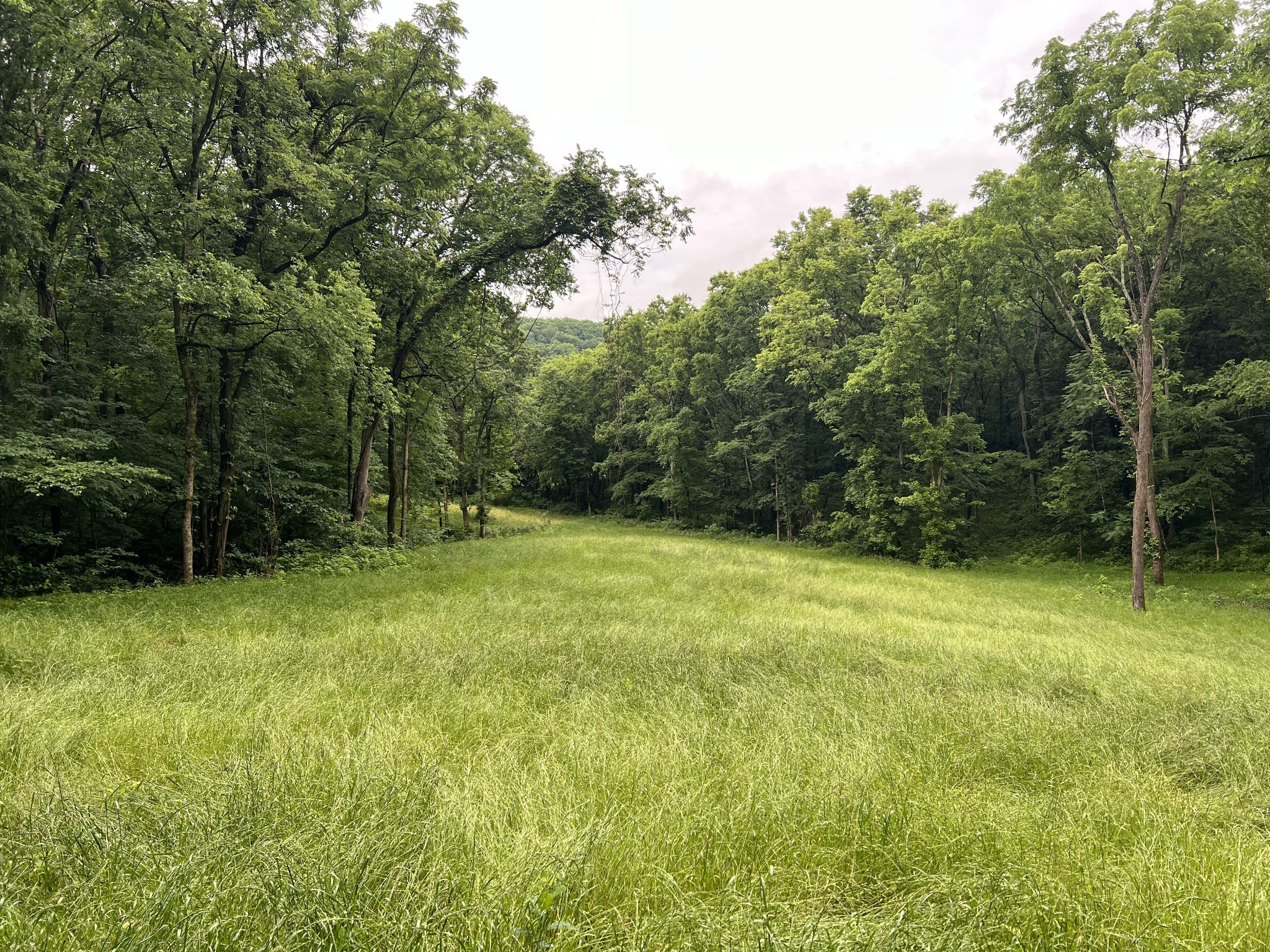 0 Preacher Holt Road Mount Pleasant, TN 38474 - Photo 11 of 14 Gallery Image 11