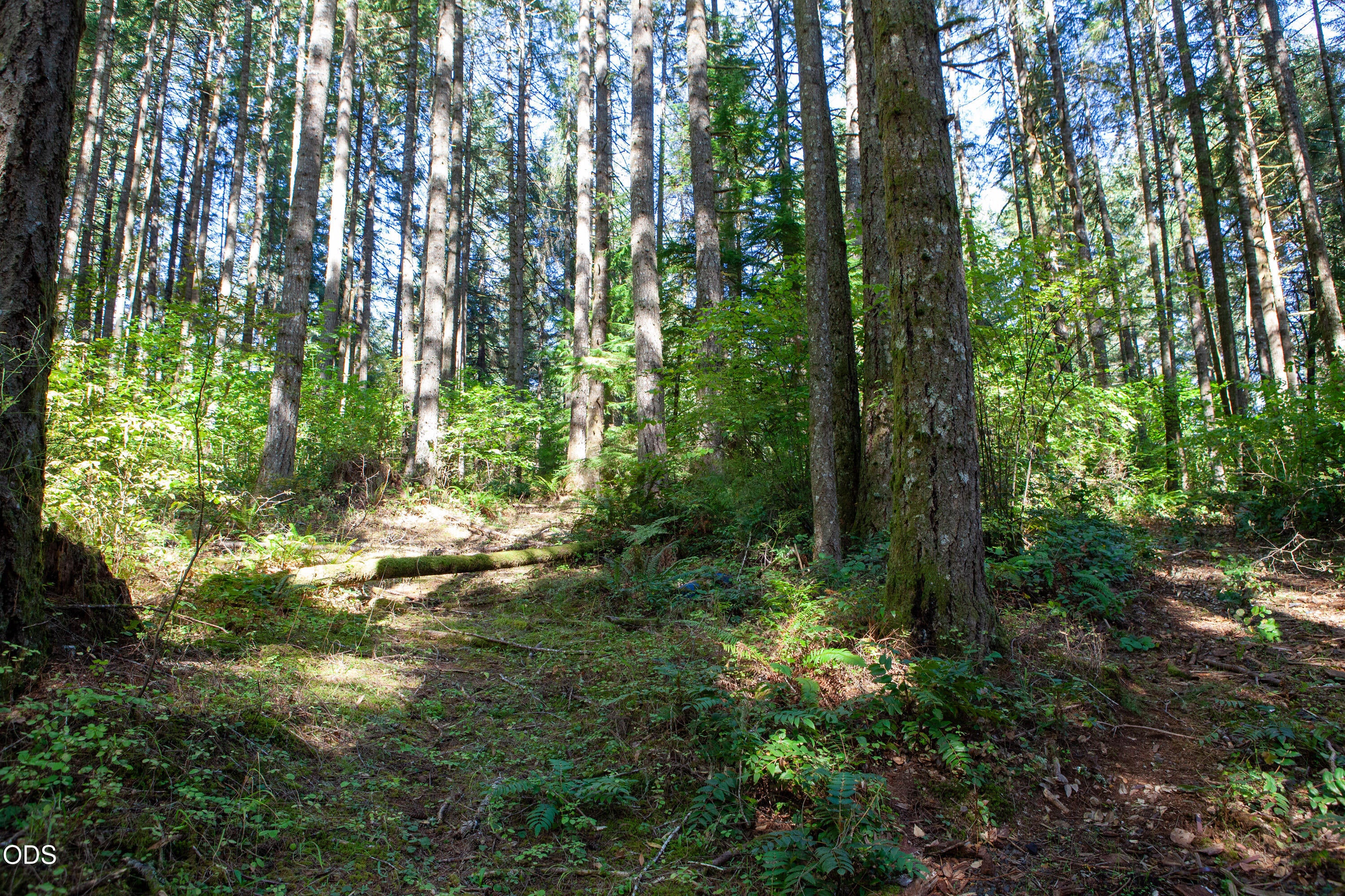 24331 Bolton Hill Road Veneta, OR 97487 - Photo 45 of 47 Gallery Image 45