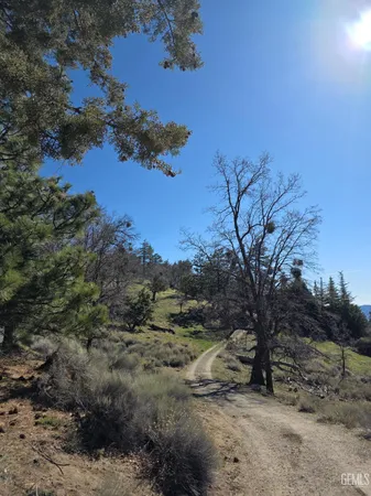 a view of a dry yard with trees