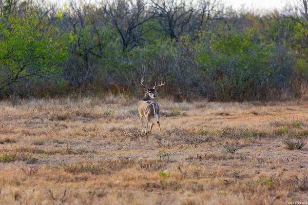 $3,307,500 | 1572 Hwy 131 Spofford Tx 78832, Brackettville, TX 78832