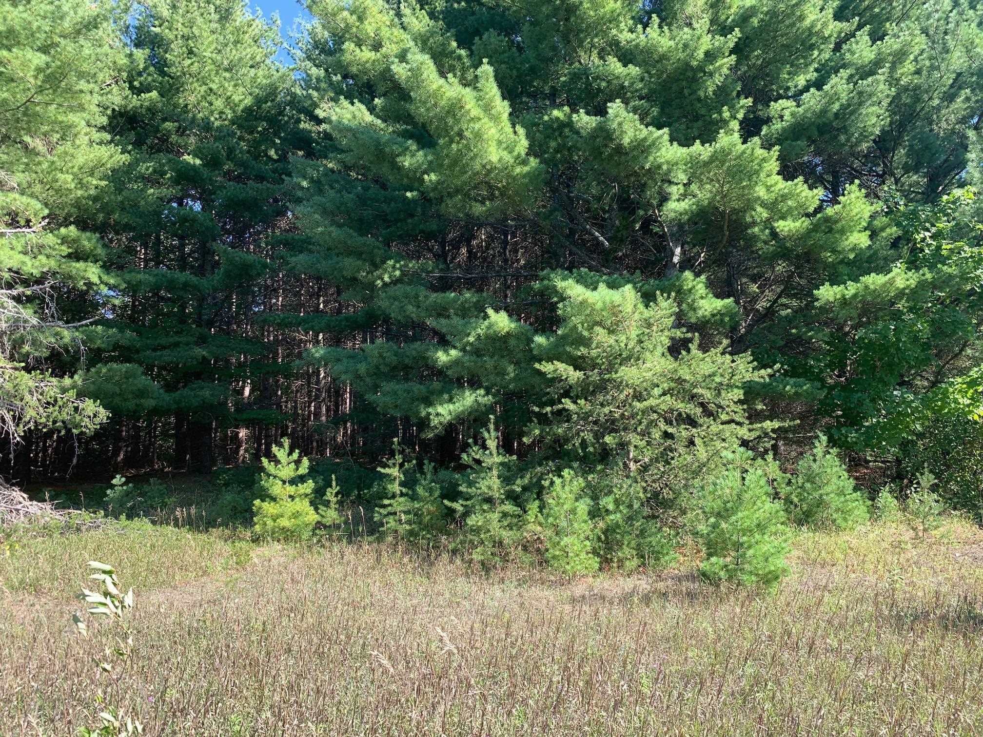0 South Maple City Road Traverse City, MI 49684 - Photo 16 of 22