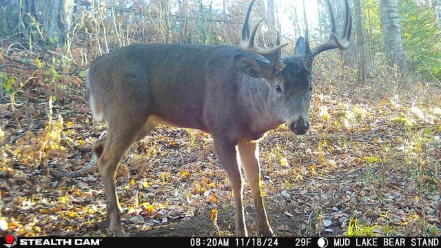 $699,000 | Killdeer Lane, Birnamwood, WI 54414