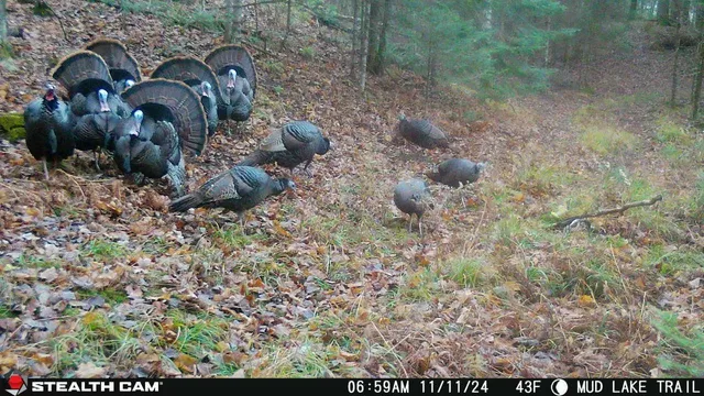 $699,000 | Killdeer Lane, Birnamwood, WI 54414