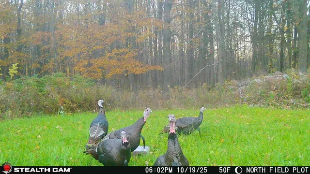 $699,000 | Killdeer Lane, Birnamwood, WI 54414