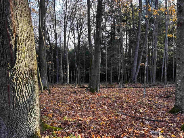 $699,000 | Killdeer Lane, Birnamwood, WI 54414