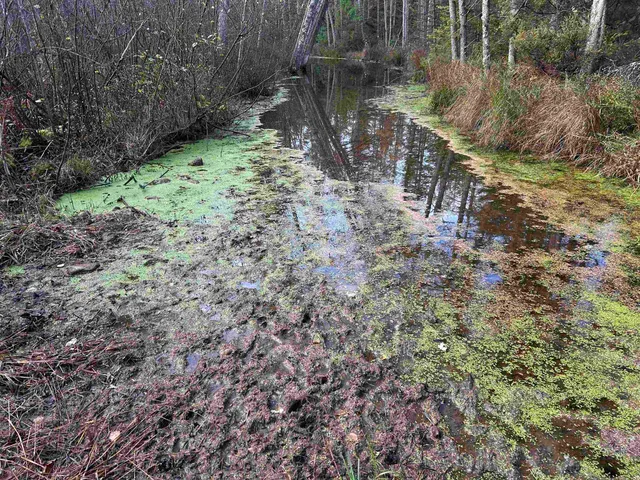 $699,000 | Killdeer Lane, Birnamwood, WI 54414