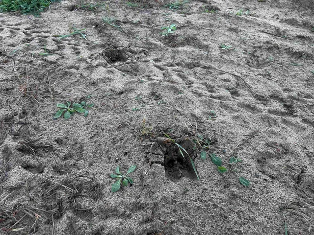 $699,000 | Killdeer Lane, Birnamwood, WI 54414