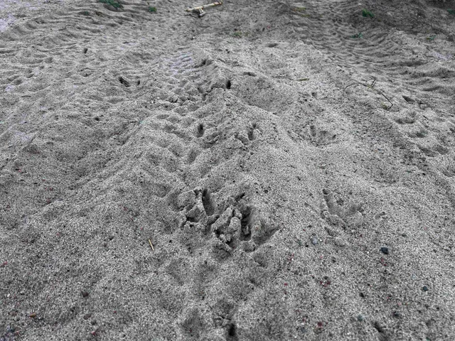 $699,000 | Killdeer Lane, Birnamwood, WI 54414