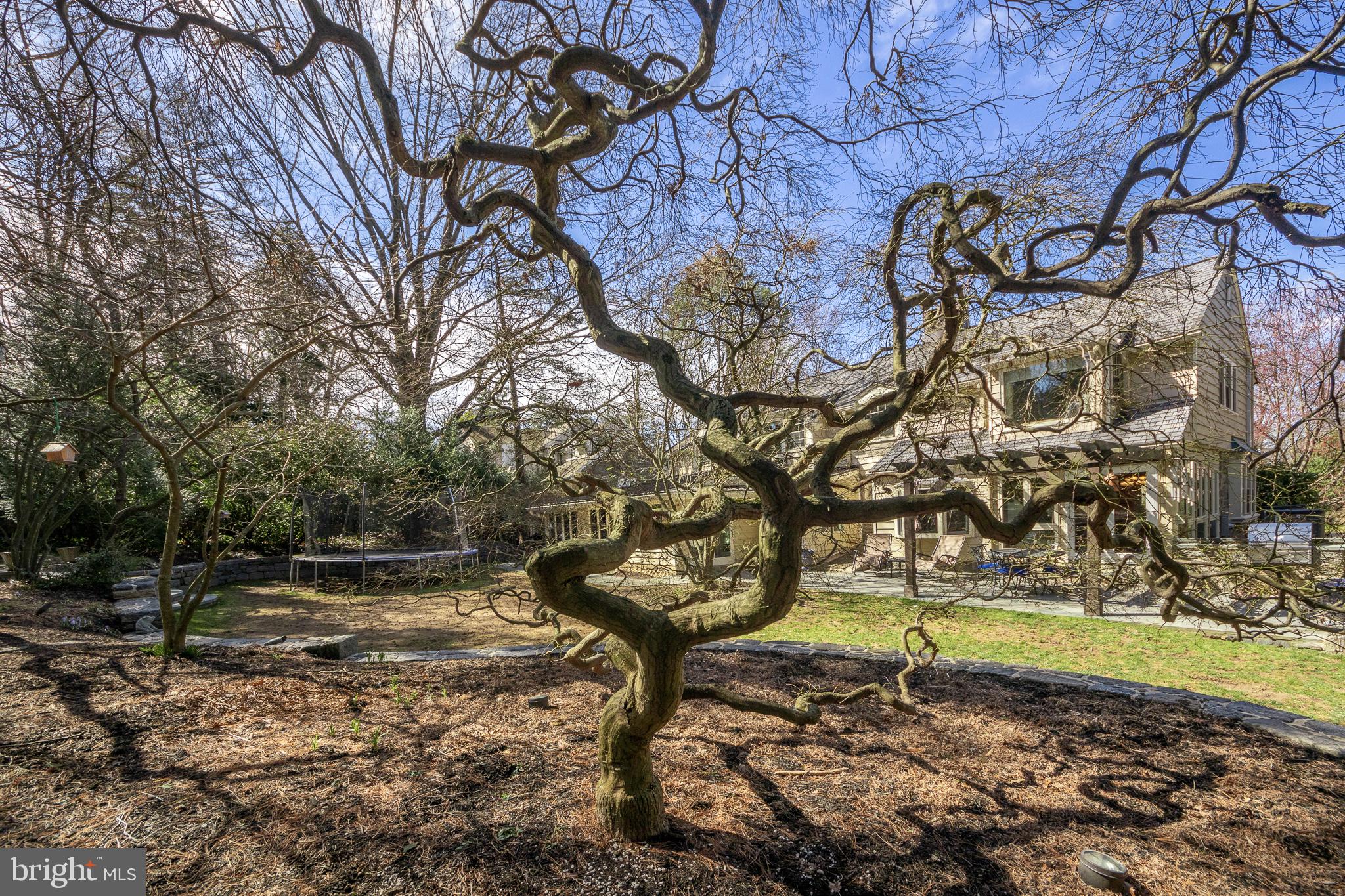 635 Mulford Road Wyncote, PA 19095 - Photo 37 of 45 Japanese Maple and view of rear yard