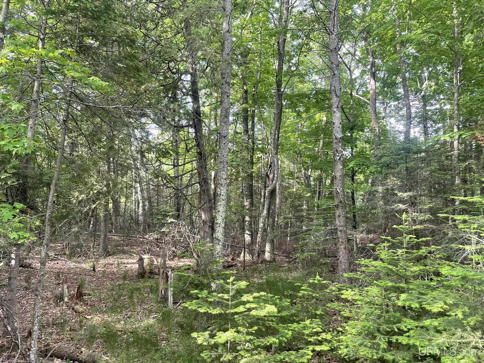 Tbd Tbd Barques Point Manistique, MI 49854 - Photo 7 of 20