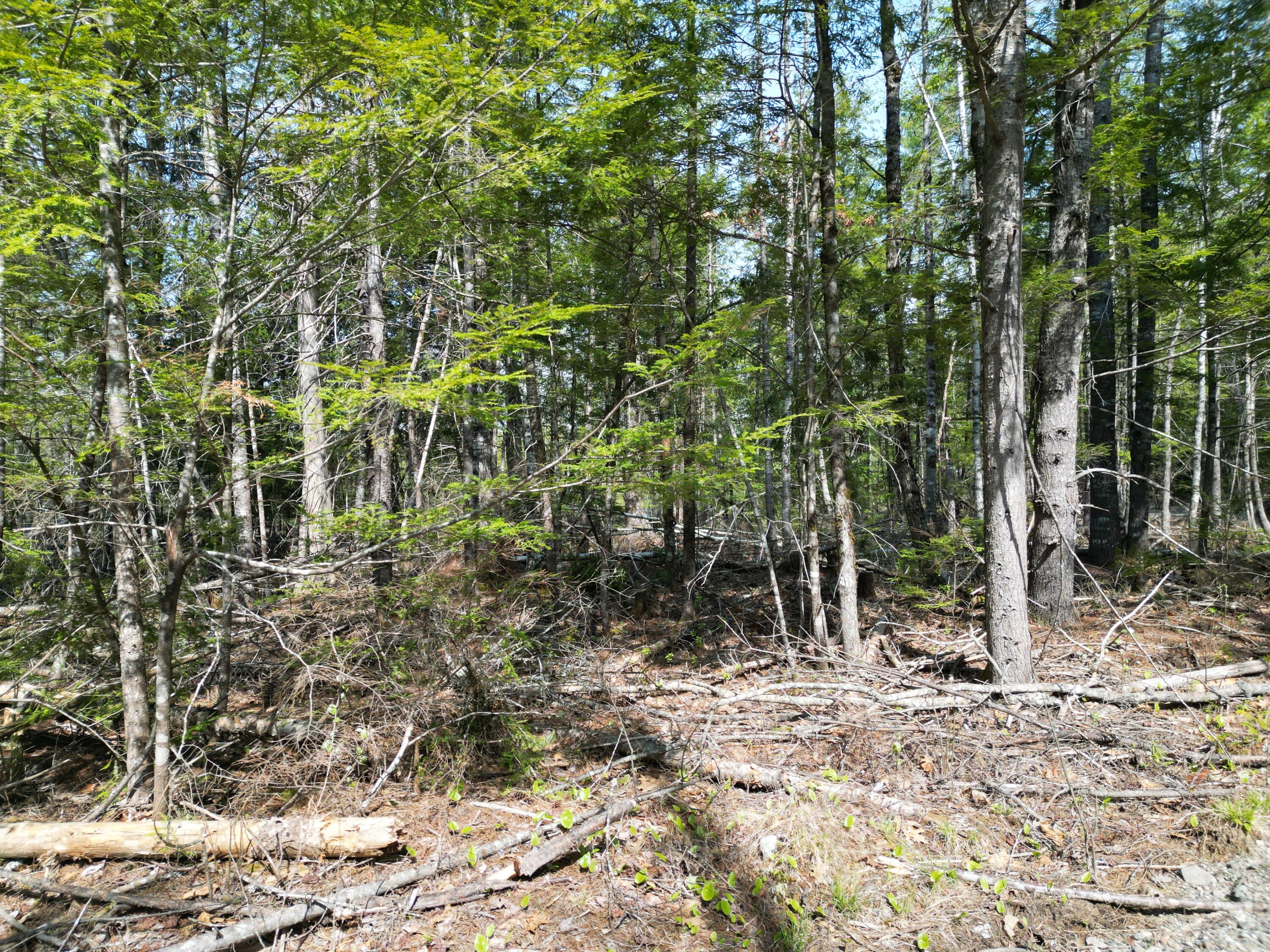 Lot 2 Off Mattamiscontis Road Howland, ME 04448 - Photo 5 of 16 DJI_0528