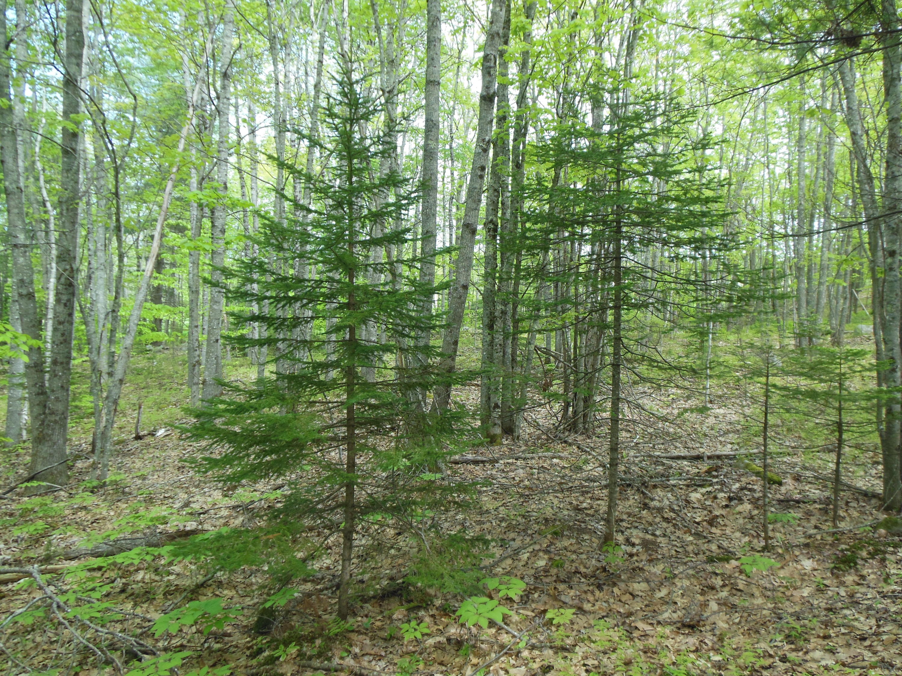 0 Robbins Road Hope, ME 04847 - Photo 19 of 26 DSCN0955