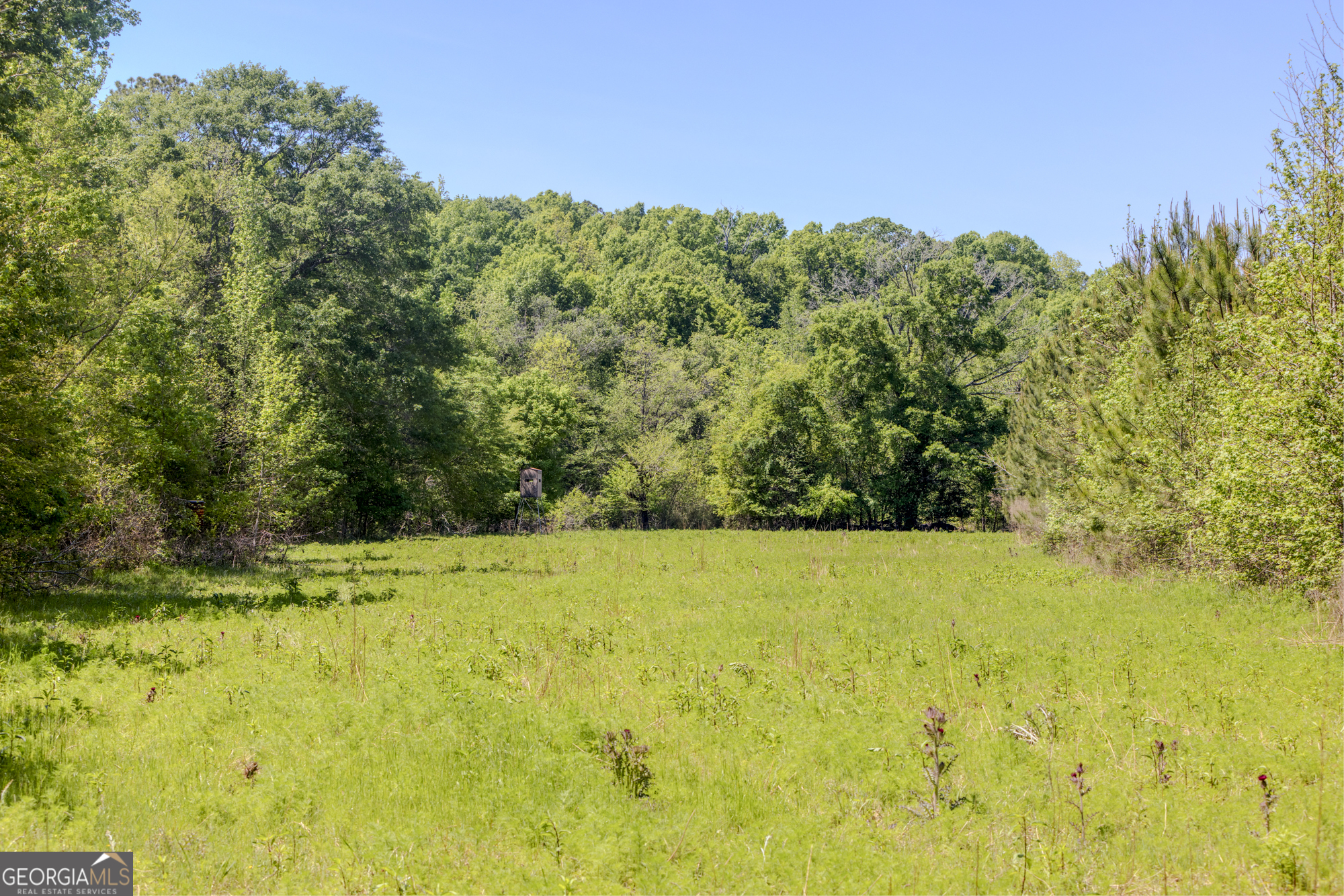 98 Acres /- George Smith Talbotton, GA 31827 - Photo 12 of 23 a view of a yard with a tree