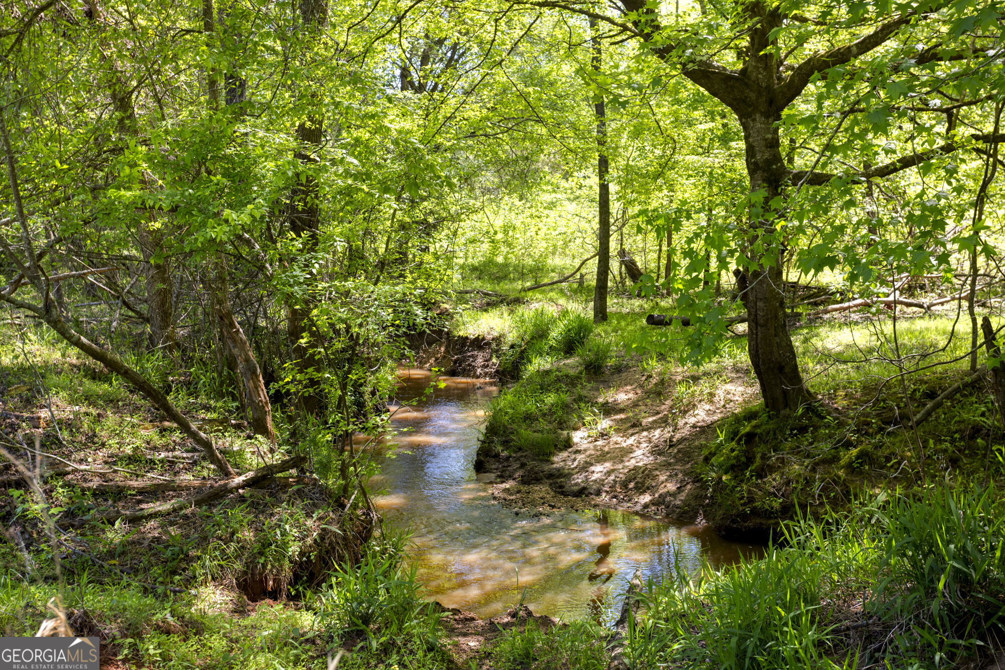 98 Acres /- George Smith Talbotton, GA 31827 - Photo 14 of 23 a backyard of a house with lots of green space