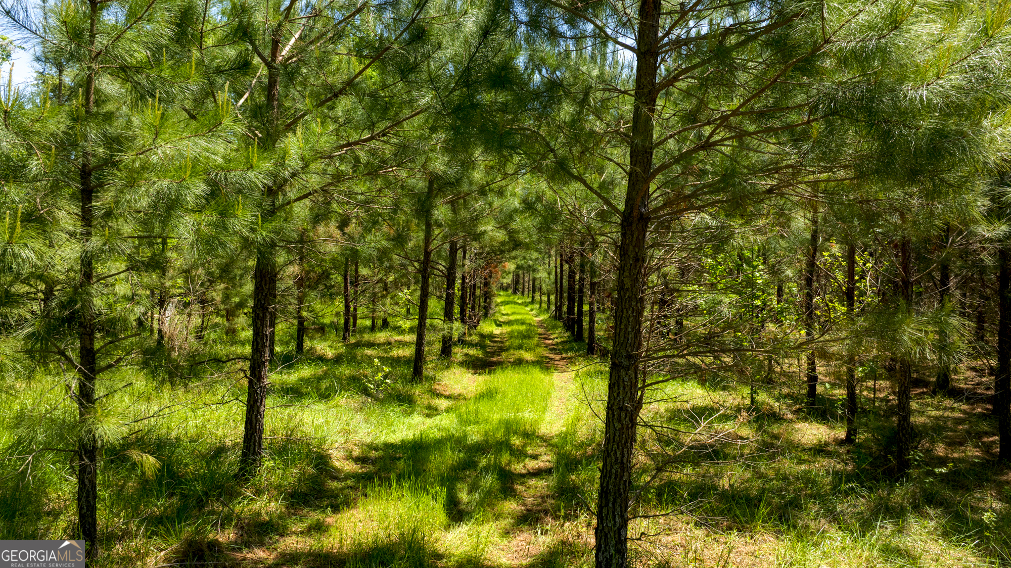 98 Acres /- George Smith Talbotton, GA 31827 - Photo 16 of 23 a backyard of a house