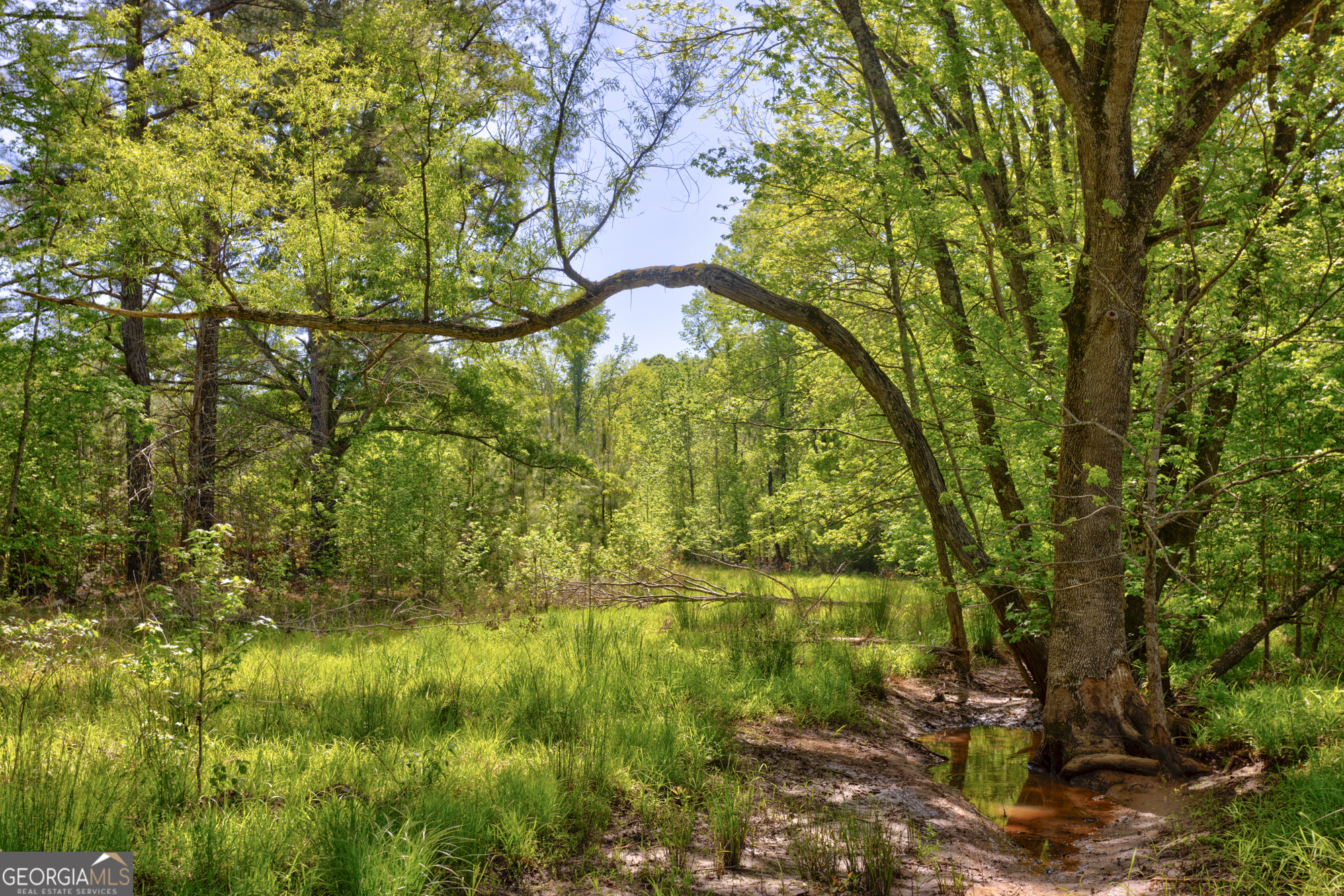 98 Acres /- George Smith Talbotton, GA 31827 - Photo 17 of 23 a view of a yard
