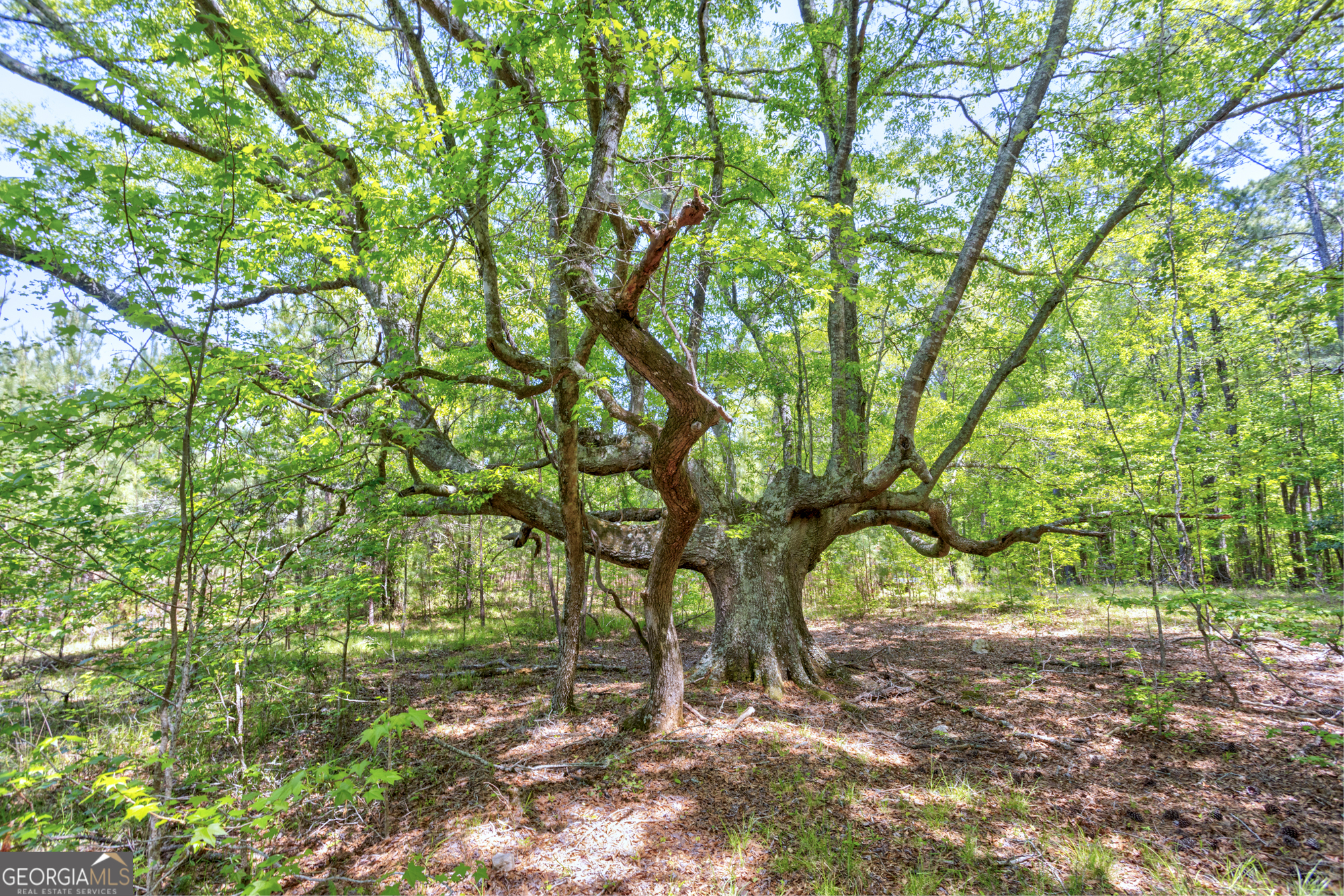 98 Acres /- George Smith Talbotton, GA 31827 - Photo 19 of 23 a backyard of a house with lots of trees