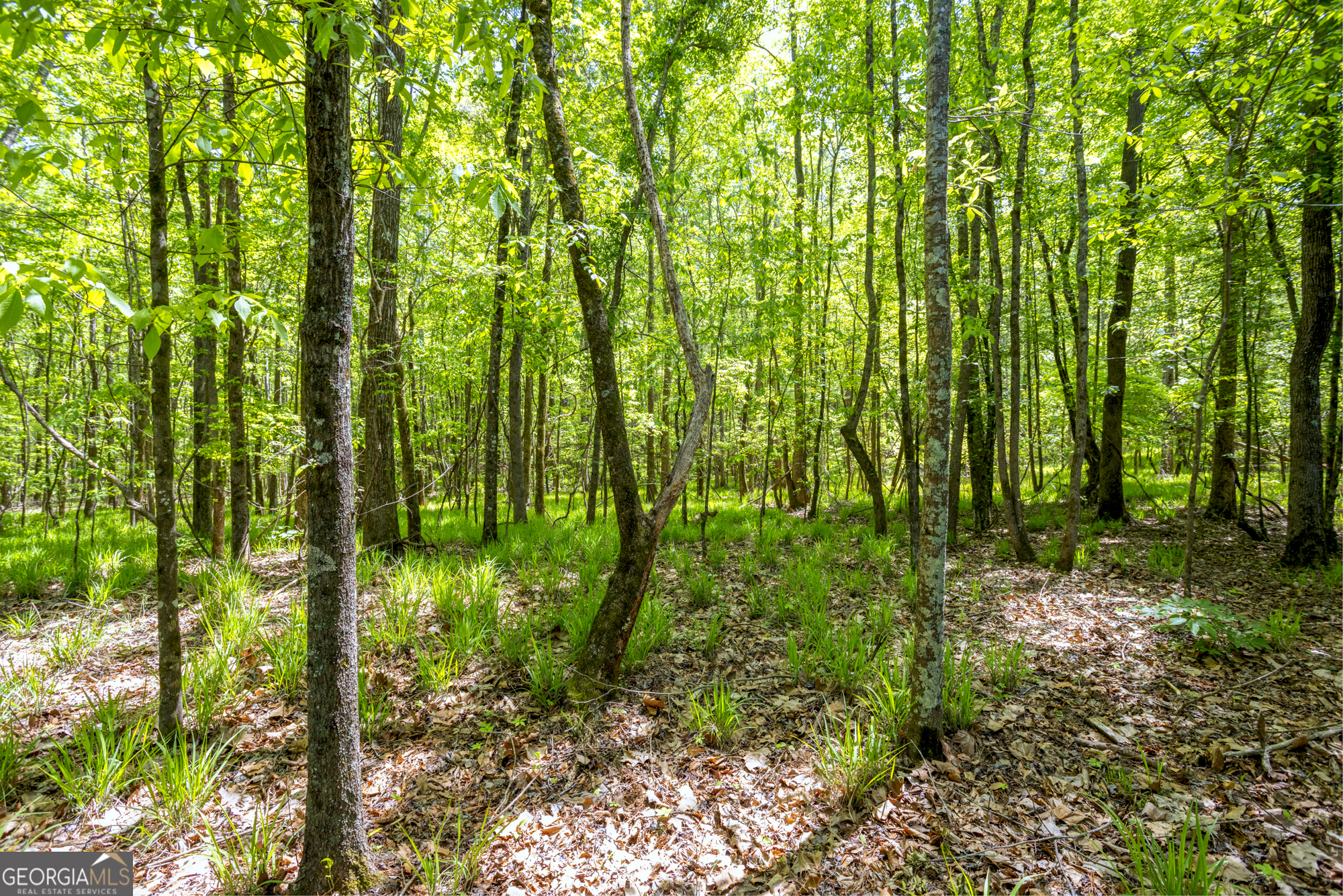 98 Acres /- George Smith Talbotton, GA 31827 - Photo 2 of 23 a view of yard
