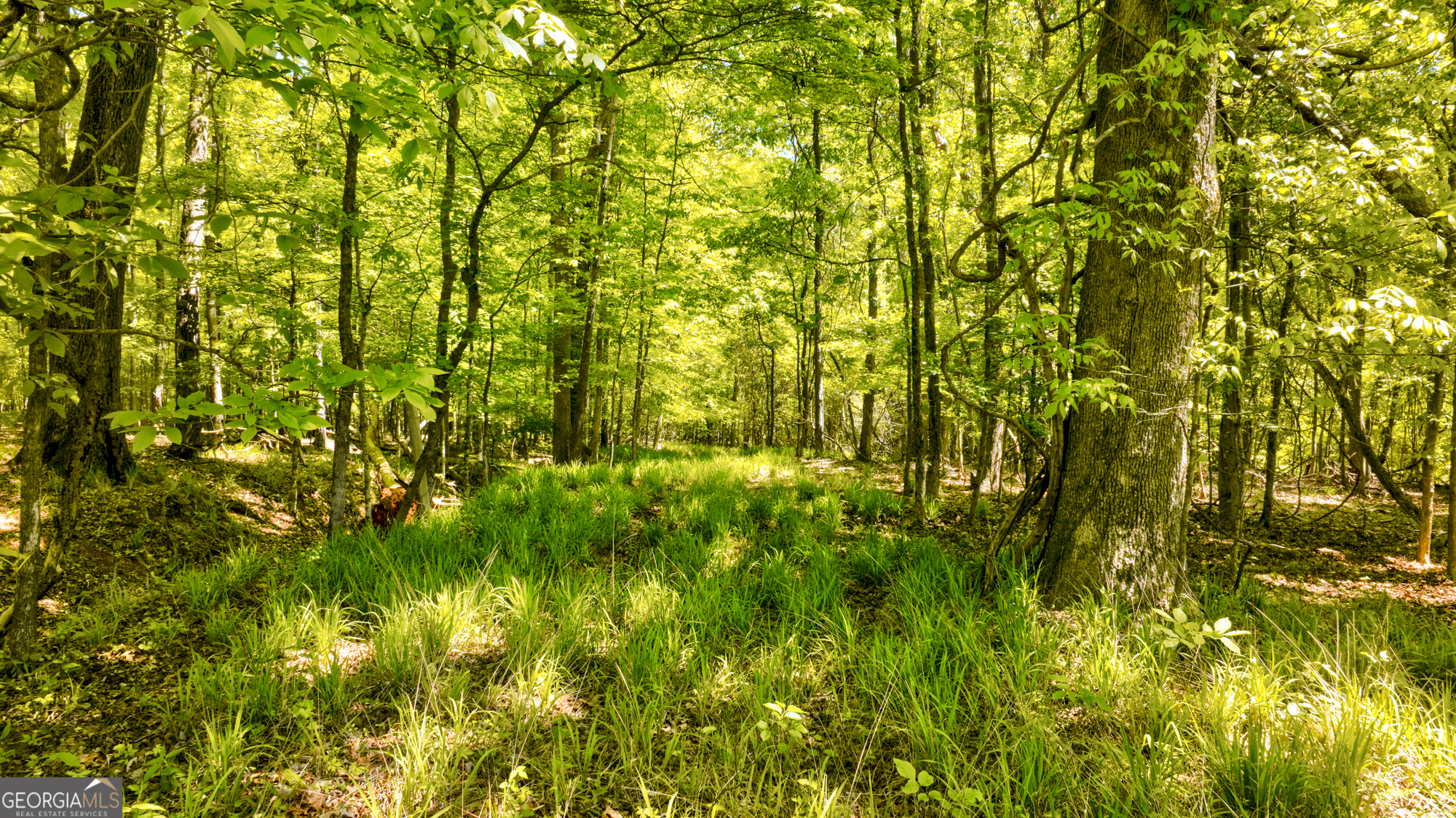 98 Acres /- George Smith Talbotton, GA 31827 - Photo 4 of 23 a view of a yard
