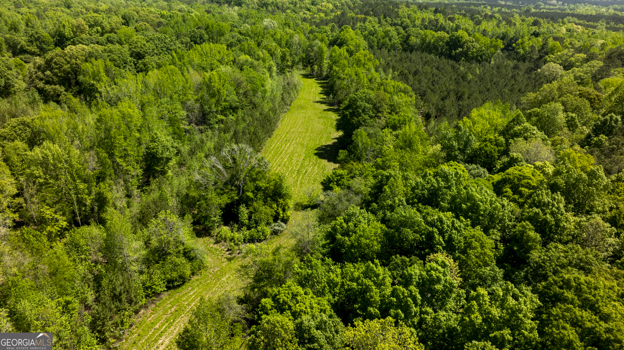 98 Acres /- George Smith Talbotton, GA 31827 - Photo 6 of 23 a view of a lush green forest