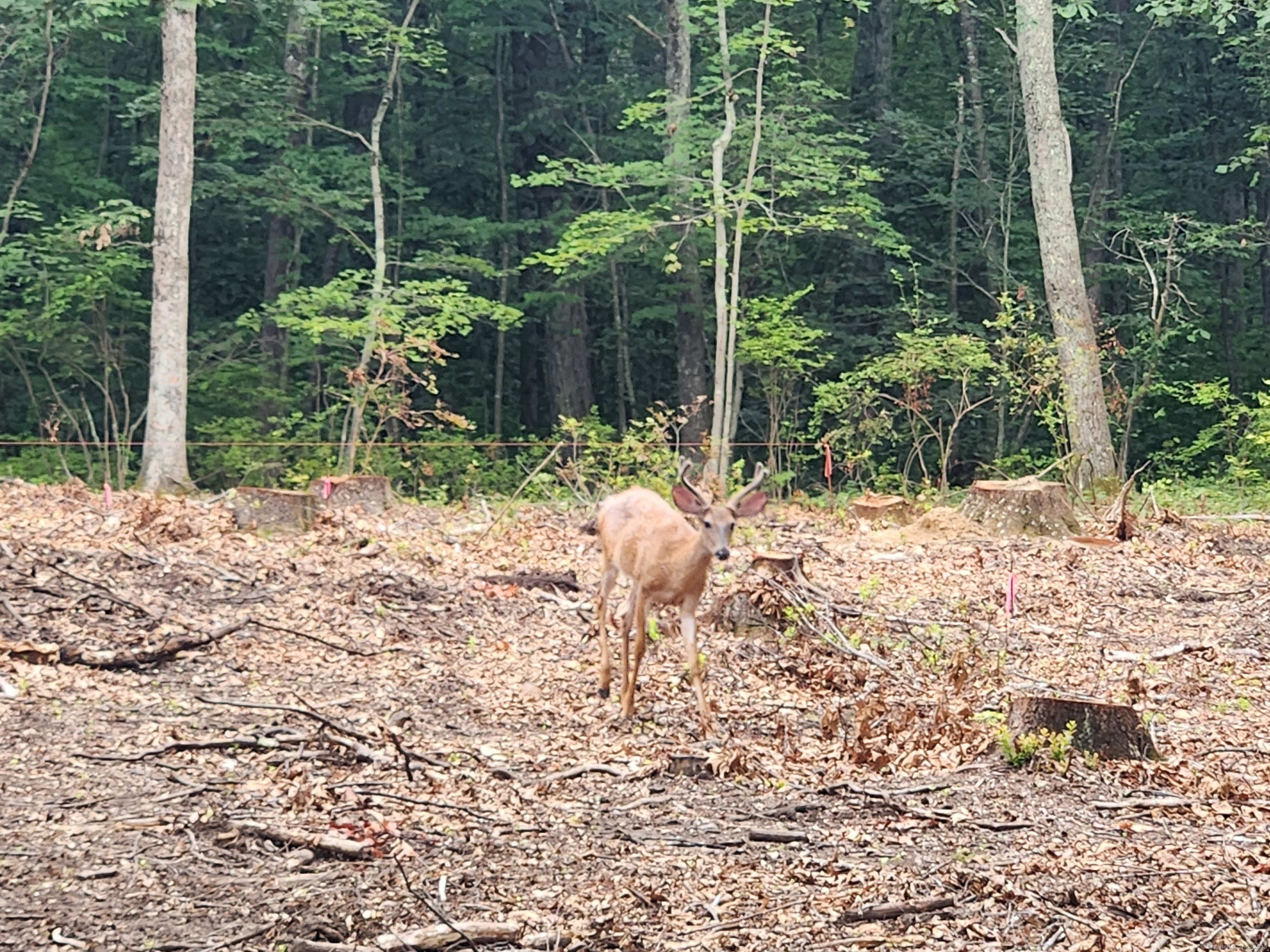 262 Highway 81 Killingworth, CT 06419 - Photo 5 of 11