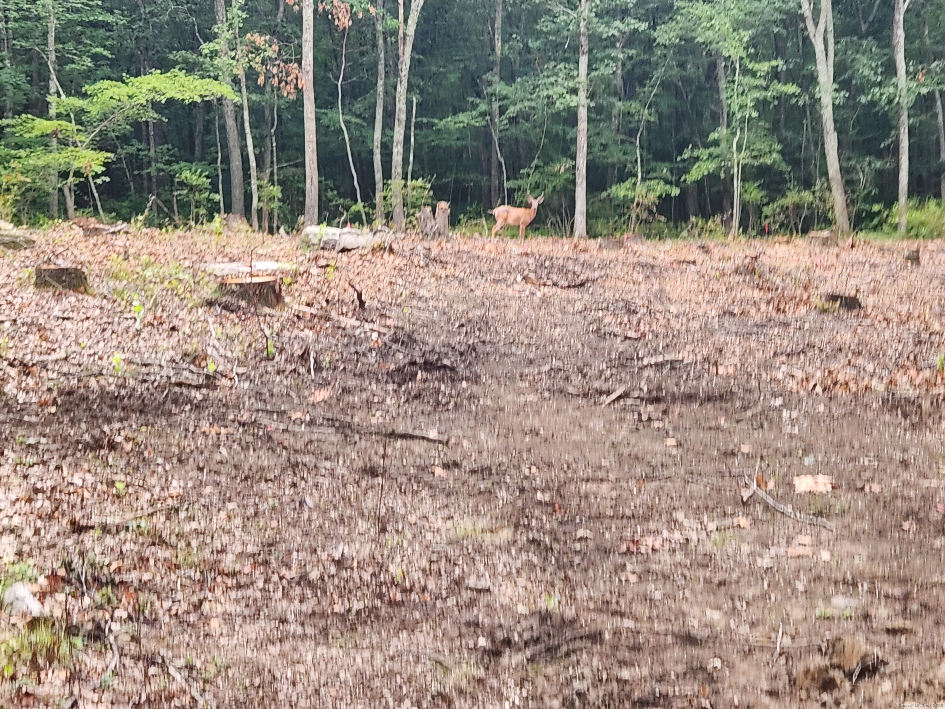 262 Highway 81 Killingworth, CT 06419 - Photo 6 of 11