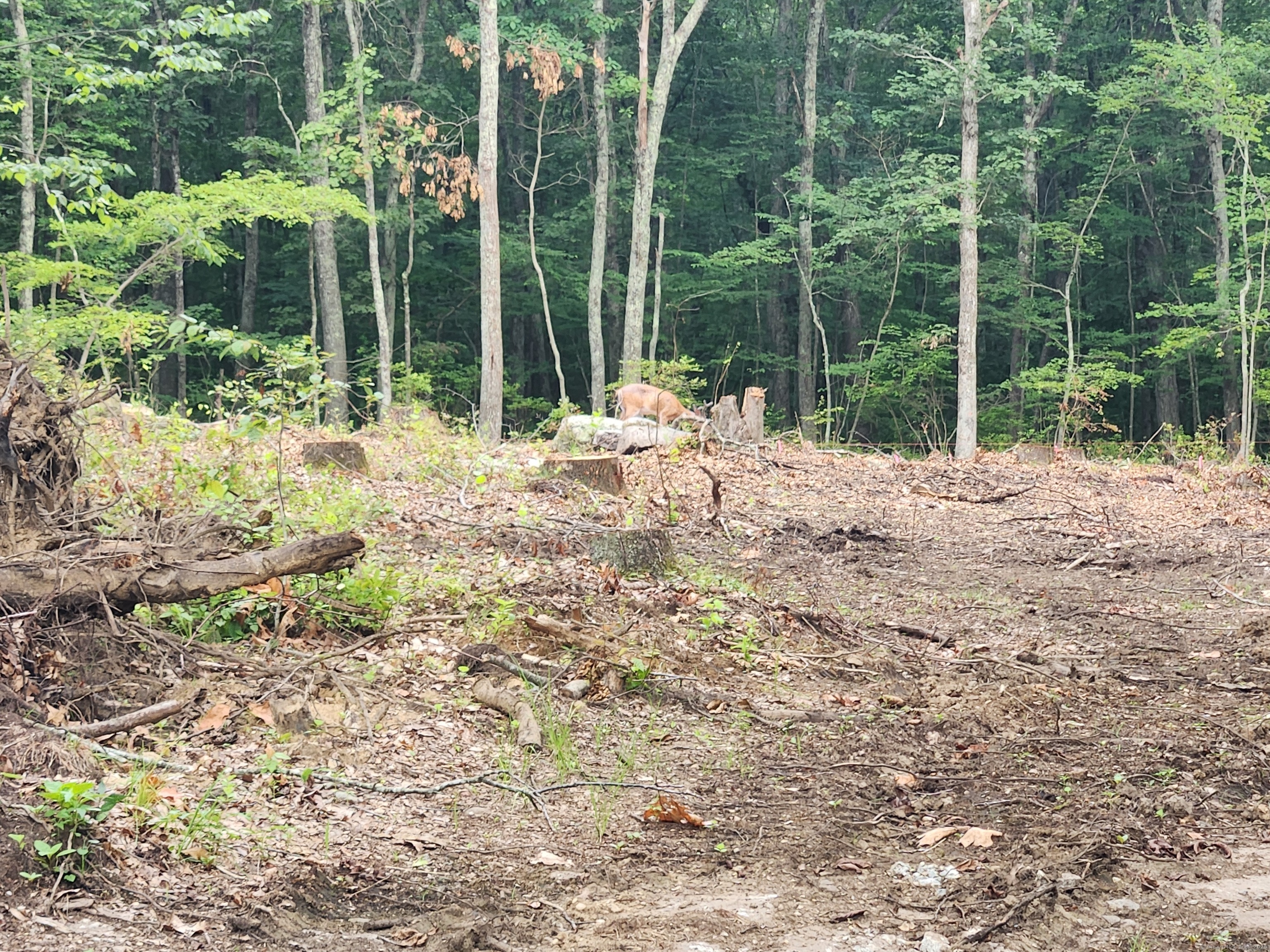 262 Highway 81 Killingworth, CT 06419 - Photo 9 of 11