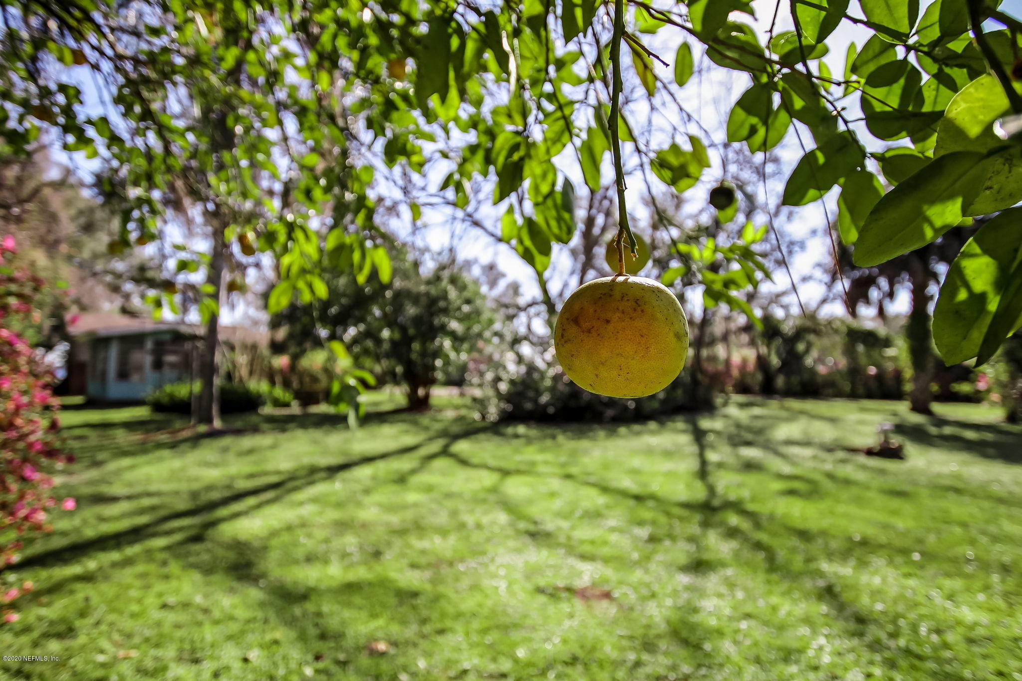 3427 Westover Road Orange Park, FL 32003 - Photo 30 of 94 citrus trees