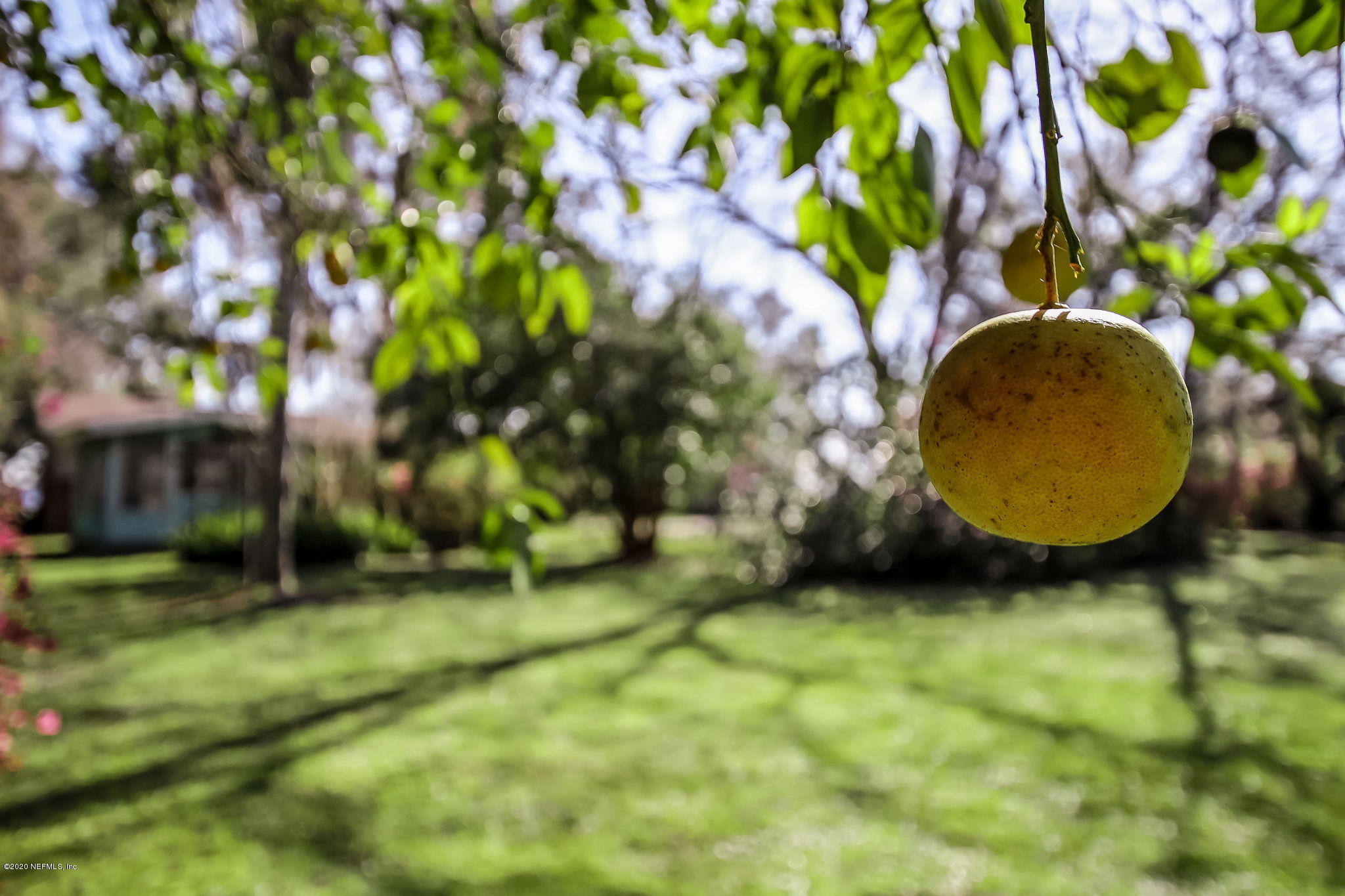 3427 Westover Road Orange Park, FL 32003 - Photo 63 of 94 citrus trees