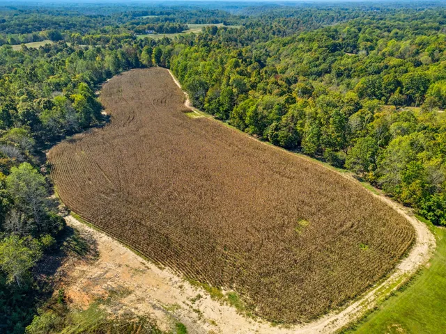 a green field with some trees in the background