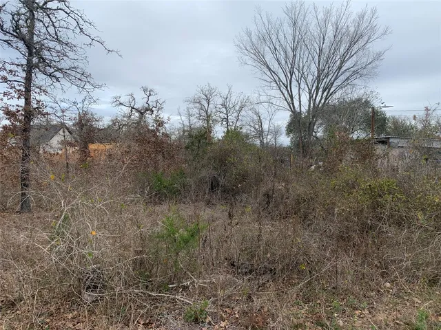 a view of a forest with lots of trees