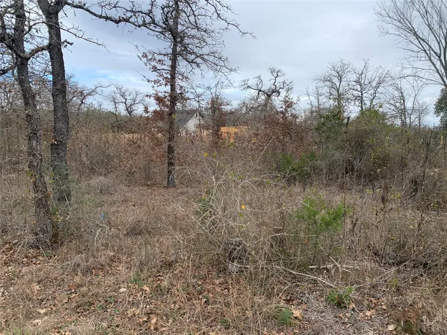 a view of a forest with a tree